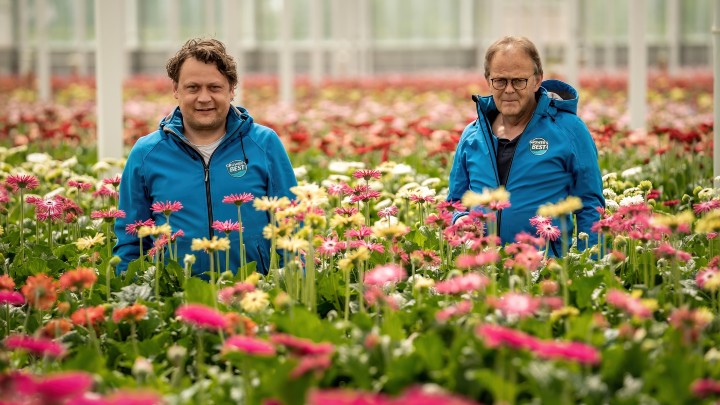 Top Gerbera