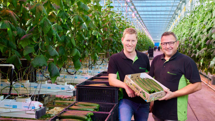 Philips LEDs dragen bij aan hoge komkommer winterproductie