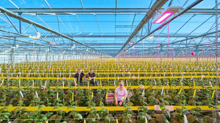 Philips LEDs dragen bij aan hoge komkommer winterproductie