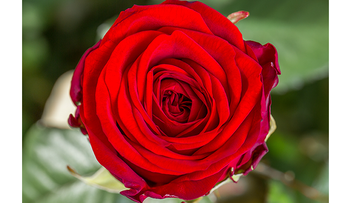roses