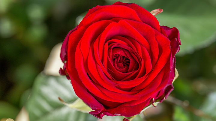 Rose-porta-nove