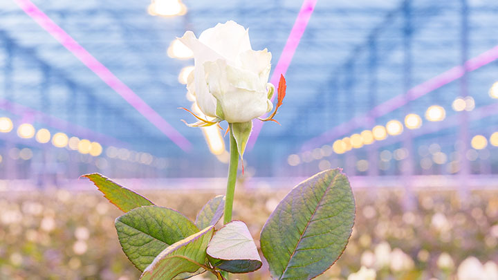 Rose-scheers