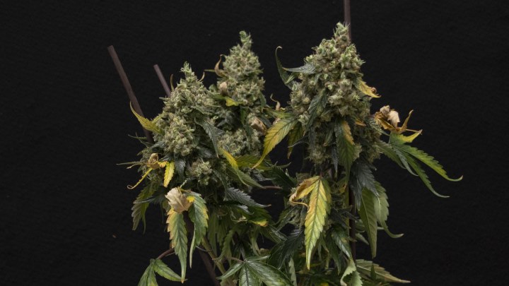 cannabis plant at harvest after experiencing a longer photoperiod.
