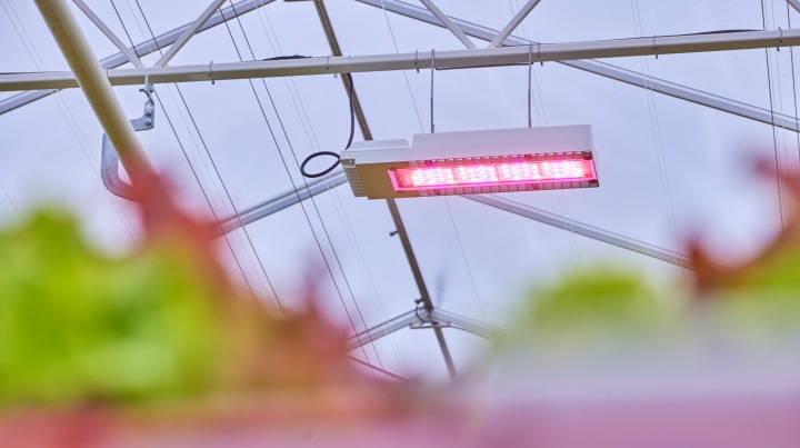 signify-belgian-lettuce-grower