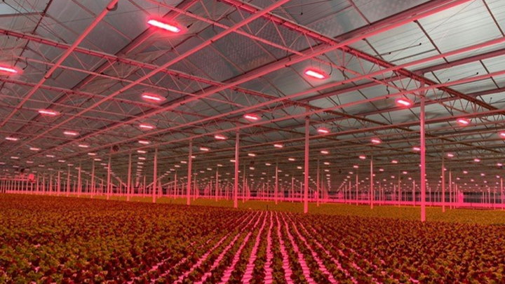 signify-belgian-lettuce-grower