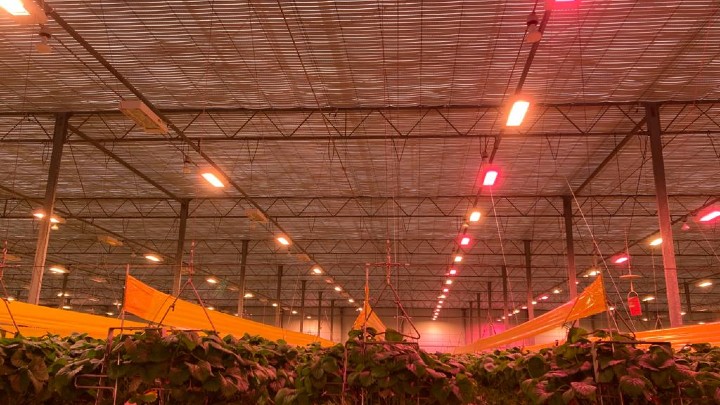 Philips GreenPower toplighting compact in aardbei