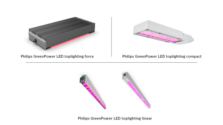 Toplighting force