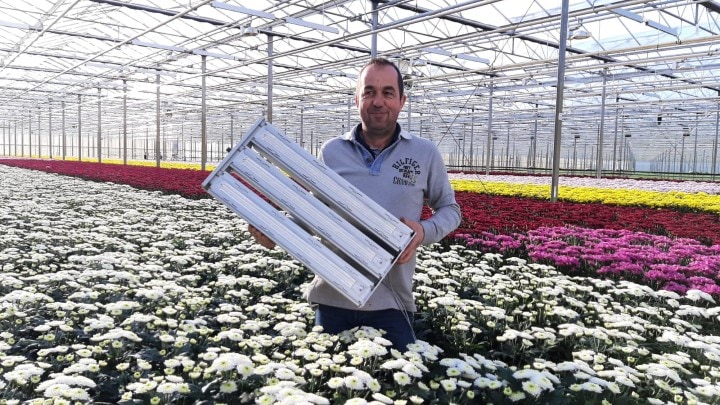 Linflowers
