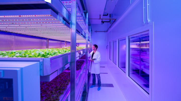 rose-vertical-farming