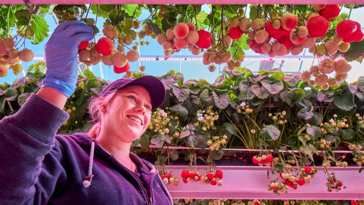 LED-groeilampen voor fruit