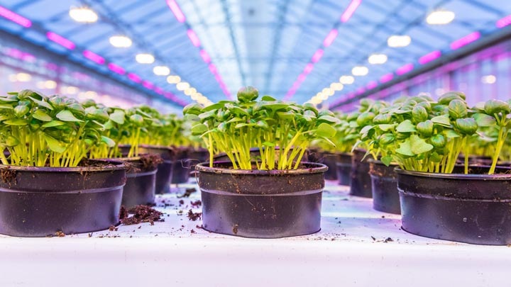 De beste LED-groeilampen voor kruiden in kassen