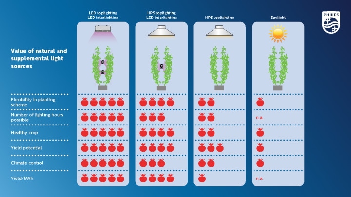 Voordelen van LED-lampen voor de teelt van tomaten of komkommers