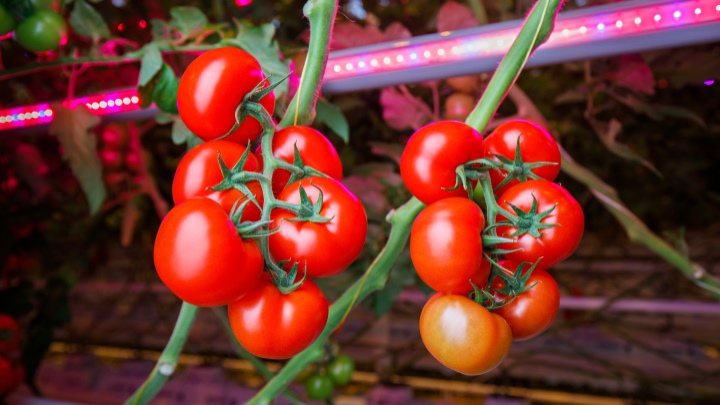 Hogere opbrengst met LED-groeilampen voor tomaten en komkommers