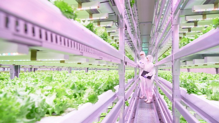 Begrijpen hoe je binnen planten kunt telen