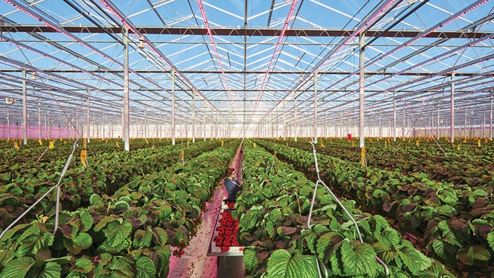 Brookberries Venlo