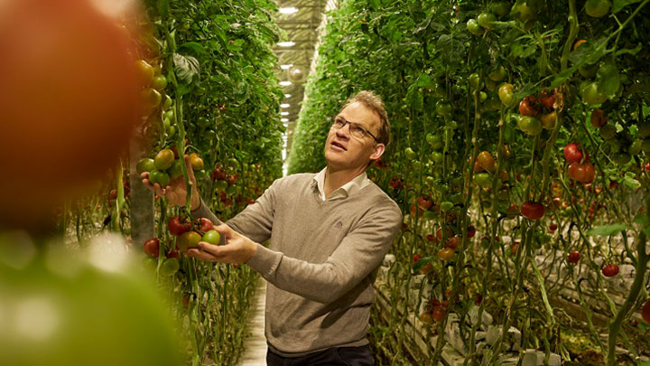 Stoffels Tomaten teste de Philips GreenPower Xtra 1000W lamp voor de glastuinbouw