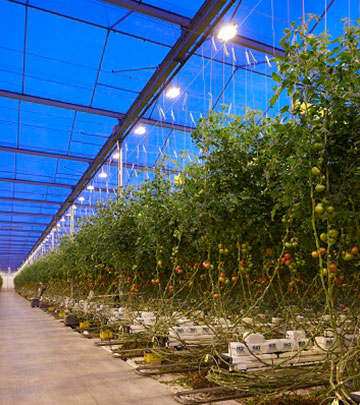 Stoffels Tomaten teste de Philips GreenPower Xtra 1000W lamp voor de glastuinbouw