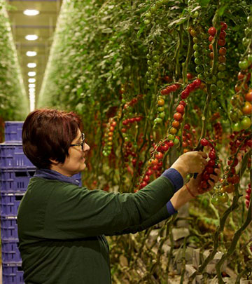 Stoffels Tomaten teste de Philips GreenPower Xtra 1000W lamp voor de glastuinbouw