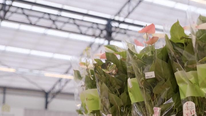 Een LED verlichtingsoplossing voor  tuincentrum De Bosrand