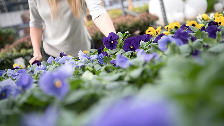 Bloemen met natuurlijke tinten dankzij LED verlichting