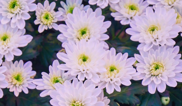 Philips GreenPower LED toplighting force bij Linflowers en U-Grand