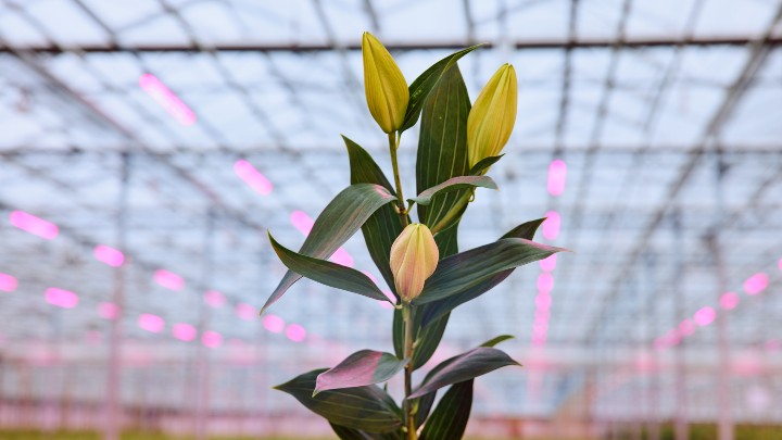 Krijg sterkere chrysanten die langer mooi blijven