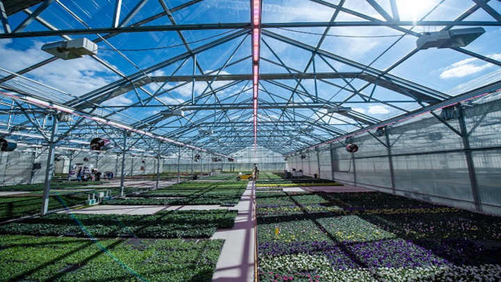 Veelvuldige vermeerdering bij Kalamazoo Specialty Plants met LED-vermeerderingslampen