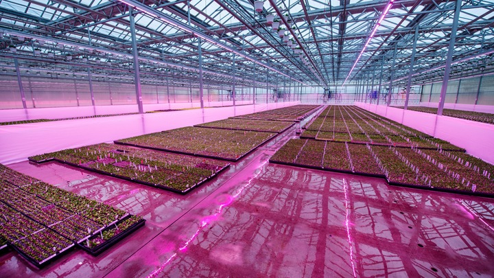 Meer succes bij vermeerdering met LED-vermeerderingslampen