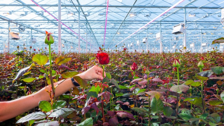 Laat rozen bloeien met LED-lampen voor rozen