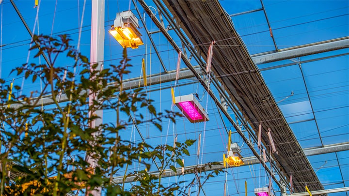 Greenhouse LED
