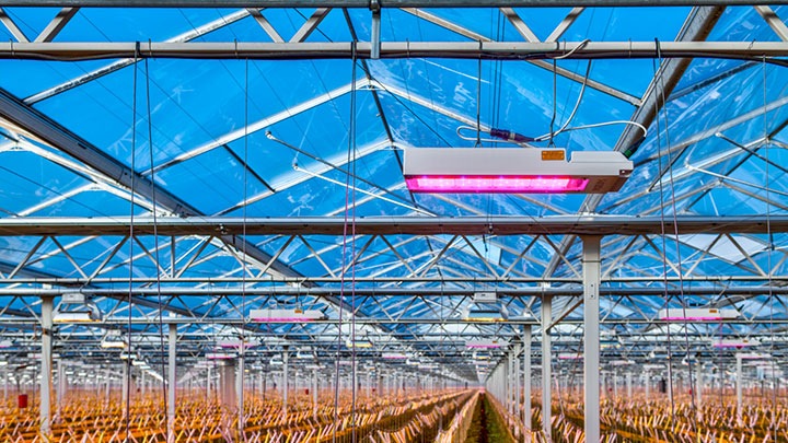 Greenhouse