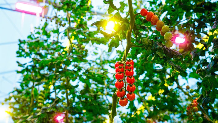 Tomatoes