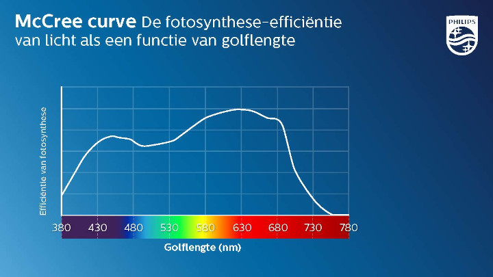 McCree curve: de efficiëntie van fotosynthese als een functie van de golflengte van het licht