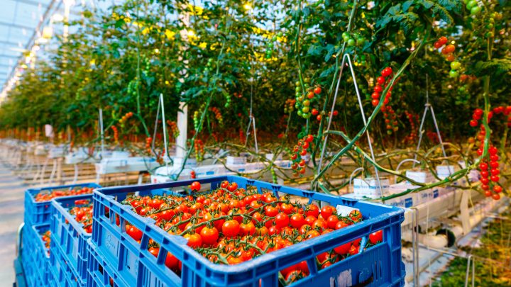 Doos tomaten