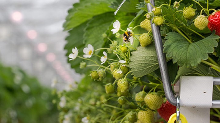 Efficiënte LED met verrood licht in aardbeienteelt