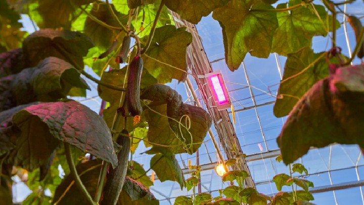 GrowWise Control Systeem