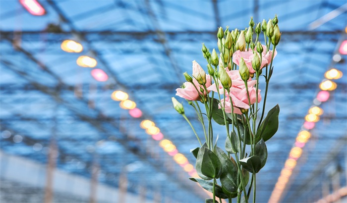 Topkwaliteit lisianthus met hybride lichtinstallatie bij Lugt Lisianthus