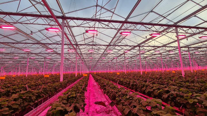 Dutchberries Philips GreenPower LED