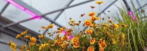 Schrijf je in voor de nieuwsbrief van Horticulture LED Solutions