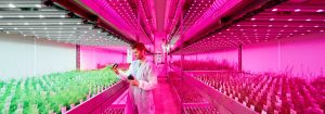 Volledige lichtbediening per groeifase