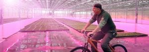 Klanten zijn blij verrast met kwaliteit van planten die onder Philips LED-lampen zijn geteeld