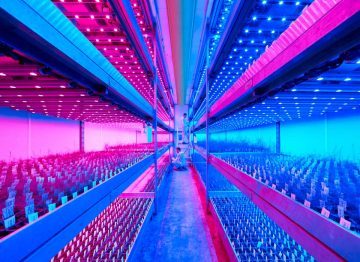 Meerdere gewascycli per jaar