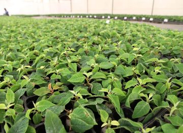 Hogere succesratio voor wortelvorming