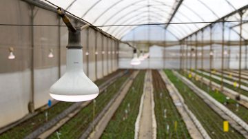 Perkplanten, Florensis