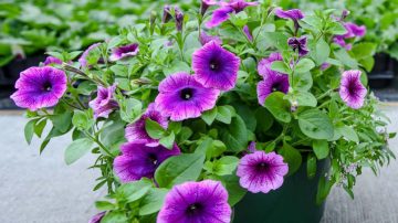 Een verschil tussen dag en nacht in deze planten