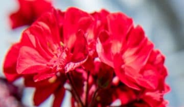 Er zijn minder klemmen nodig en planten kunnen sneller verplant worden met Philips LED toplighting