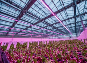 Lucas Greenhouses verbetert de kwaliteit en snelheid van de vermeerdering