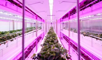 GrowWise, de uitdaging