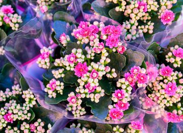 Snellere marktintroductie