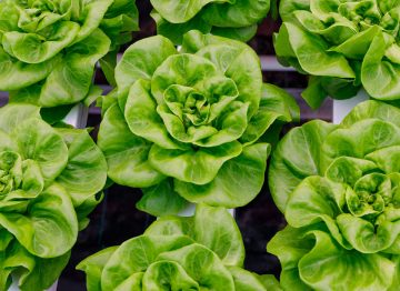 Het hele jaar door snellere groei, hogere kwaliteit, zwaardere en meer gelijkmatige planten